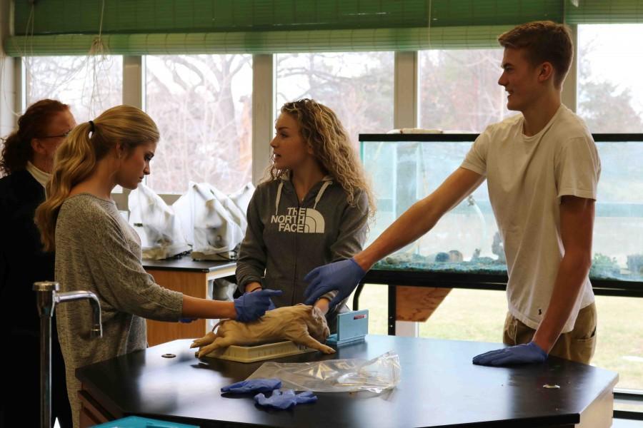Pig dissections help Anatomy students learn more about the human body