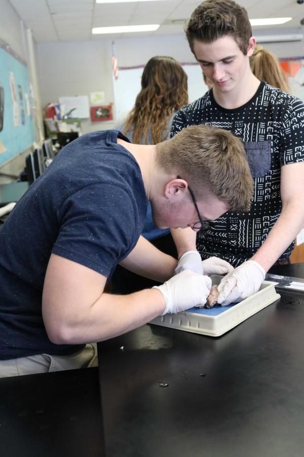 Holding the sheeps brain steady, senior Jack Schneider watches as his lab partner senior Shane Kolinski cuts open the brain in the brain dissection in Mrs. Stewarts class. I thought the lab was cool. It was interesting to see what the inside of a brain looks like and compare the size of the brain to ours. It wasnt a hard lab to complete, just you had to be very precise with your cut so you wouldnt ruin anything inside of the brain.