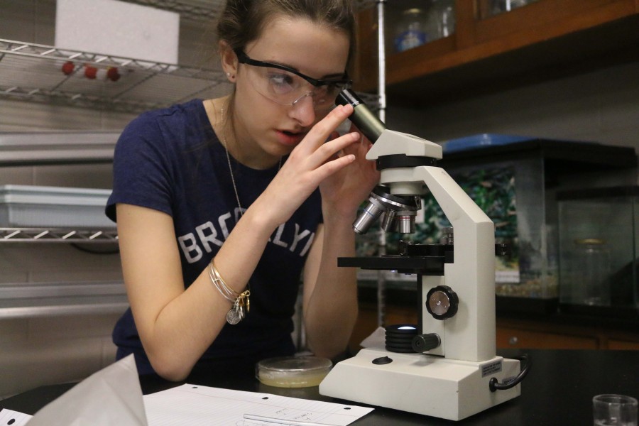 Looking through a microscope, sophomore Jillian Ferry looks at the bacteria she grew for her biology class. The bacteria I grew was really cool, it was interesting to see all of the different bacteria that grew out of the sample we took. It was kind of gross, because it shows you all of the bacteria that is on an object in the school, but it was interesting at the same time.