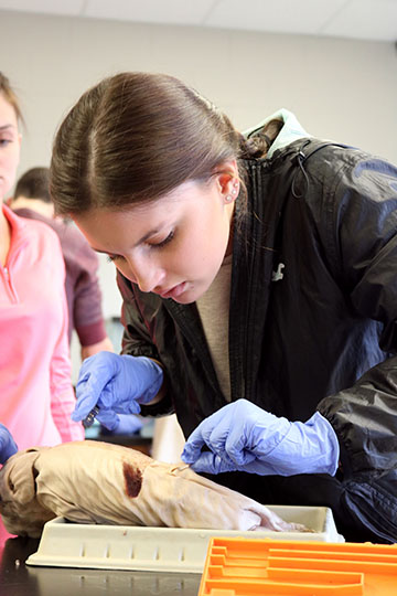 Students in Lisa Stewarts anatomy class dissected a piglet and taught themselves by watching a video of how to do it on google classroom. Senior Rachel Becker, begins her dissection from the butt of the Piglet up to the neck and gently took the skin off and began the dissection.   