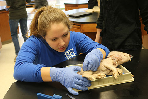 In anatomy class junior Katelyn Ball dissects a pig. They watched videos on google classroom to assist them while doing this lab. 