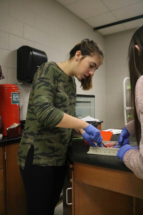 Examining her pig, junior Halle Greenwald works with her group during her Anatomy lab.