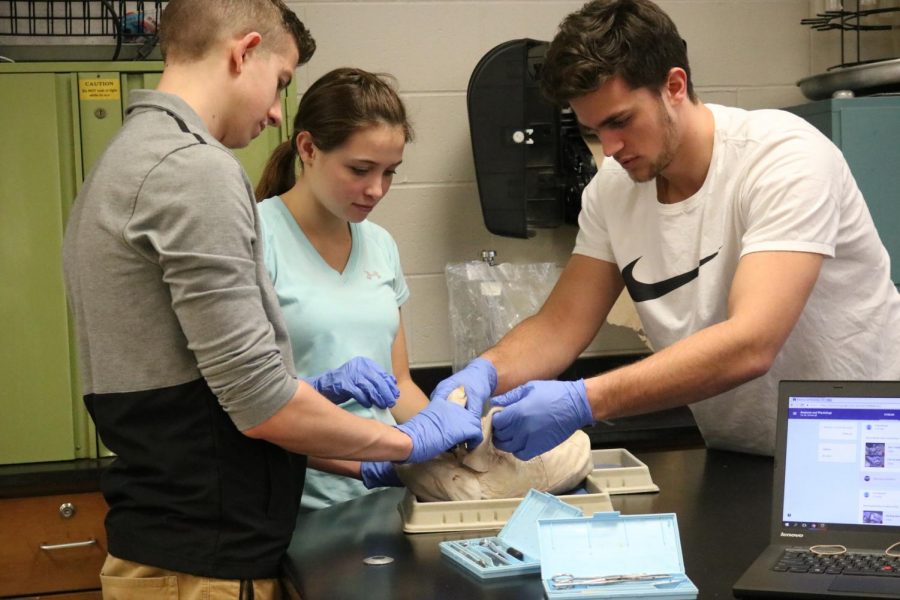 Senior Maddie Carr dissect her pig along with her partners junior Jared Ryan and senior Jacob Taylor. Over the next few weeks the anatomy classes will be conducting their lab, to further understand the anatomy of animals.