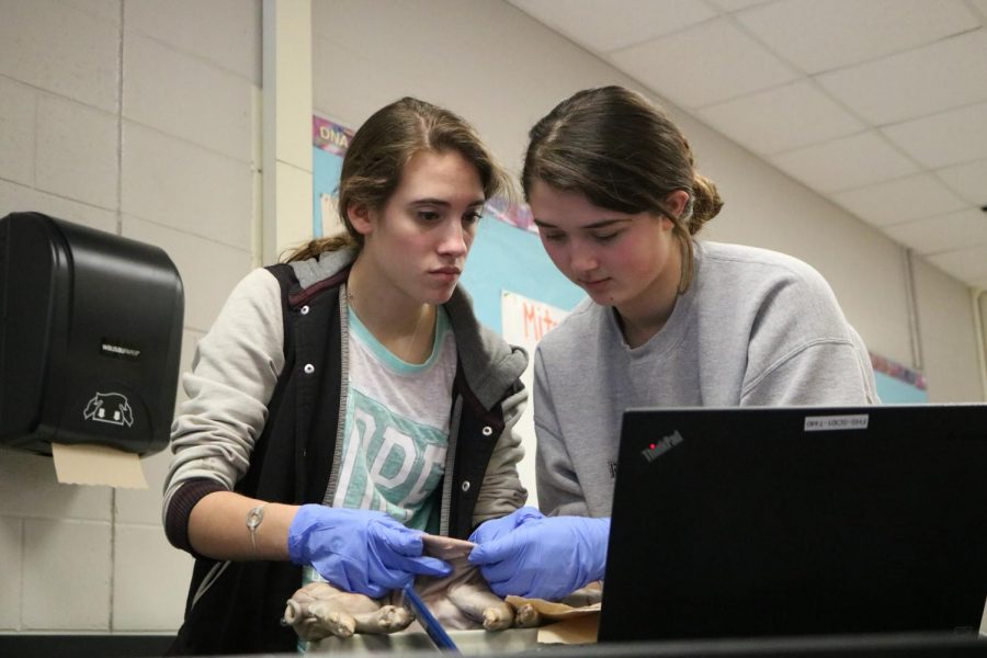 Seniors Maureen Amory and Keegan Miller watch the instructional video about dissecting their fetal pig.  The anatomy classes dissect a pig in order to learn the muscles of mammals.