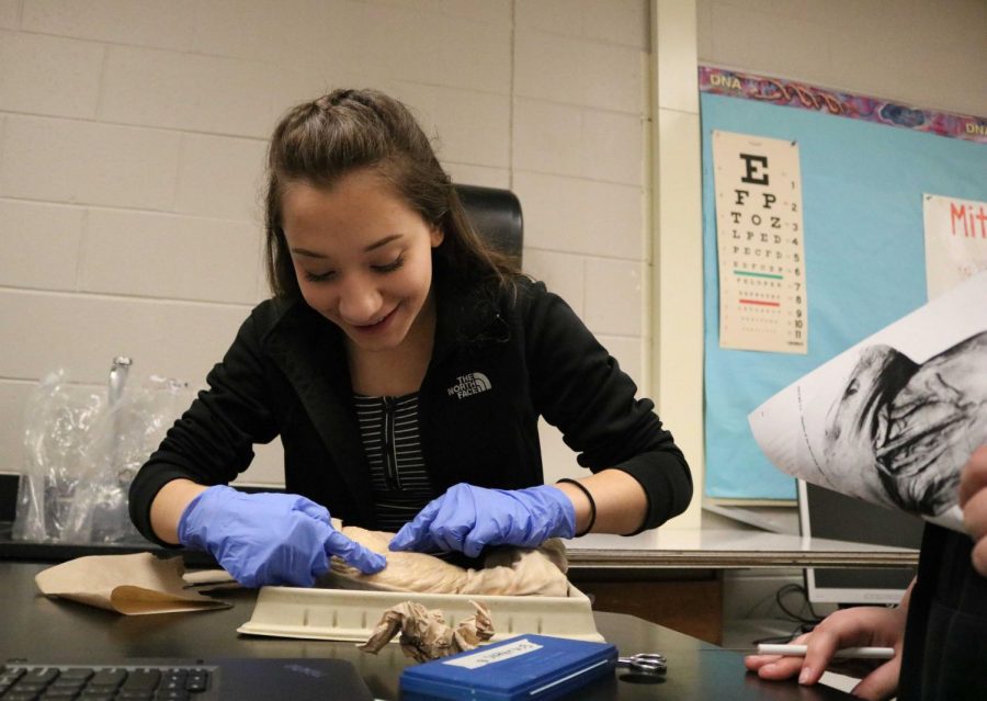 Junior Alexis Taylor practices labeling the anatomy of a pig. The anatomy students dissected pigs to learn about the muscles of mammals.