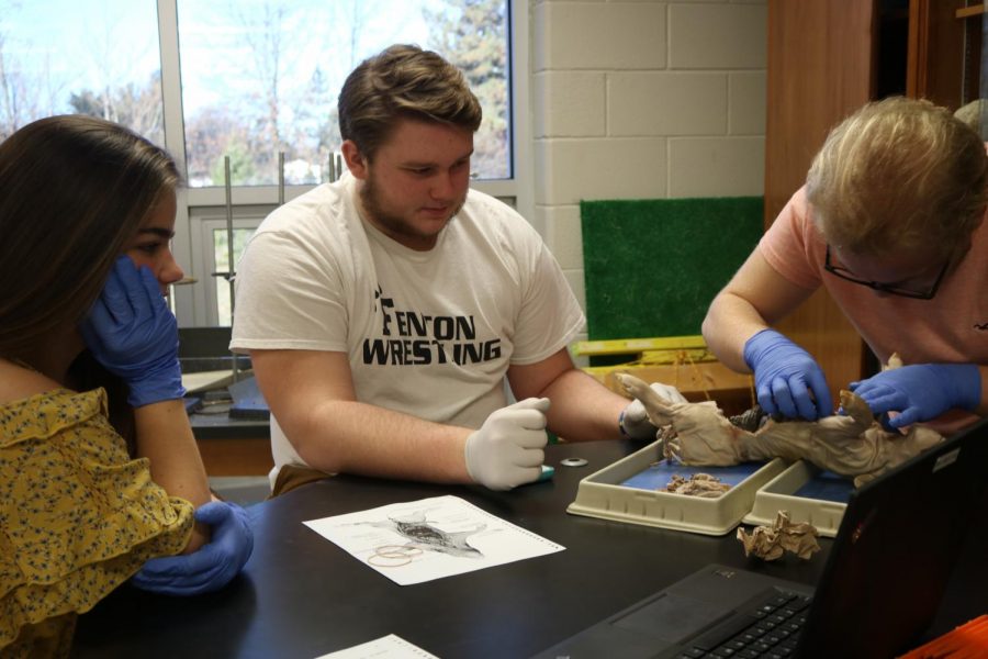 Helping his group mate, junior Logan Prater holds their pig while senior Zack Ewles works on getting the organs out. For anatomy, the classes dissect a pig to learn more about the muscles and how they fit work together for different movements. 