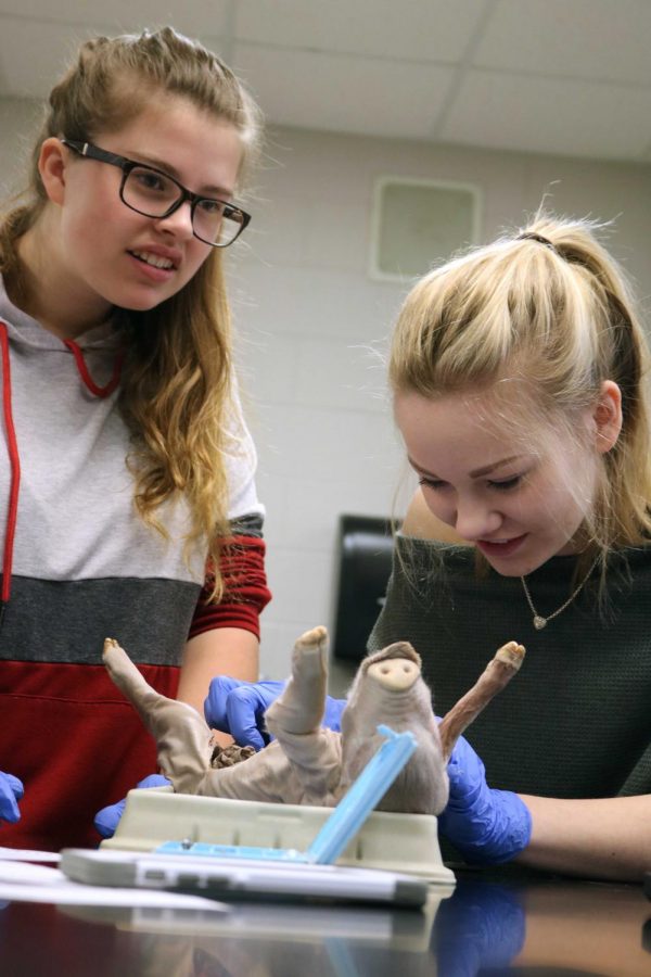 Senior Maddie Hiscock watches the instructional video for gutting her pig.  The anatomy classes spent over a month dissecting their pigs in order to learn about bodily systems in mammals.