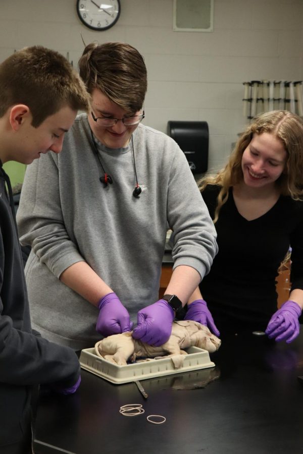 Smiling with her group, Junior Eileen ORourke helps dissect pigs in her anatomy class. Each year, Lisa Stewarts anatomy classes dissect pigs to help learn about the anatomy of different animals. 