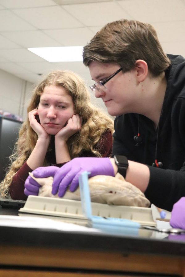 While watching a tutorial on how to dissect the hindlimbs of a pig, juniors Eileen ORourke and Jack Shaughnessey point out the leg muscles of their pig.  Anatomy students learn about the systems of the body through dissecting the pig.