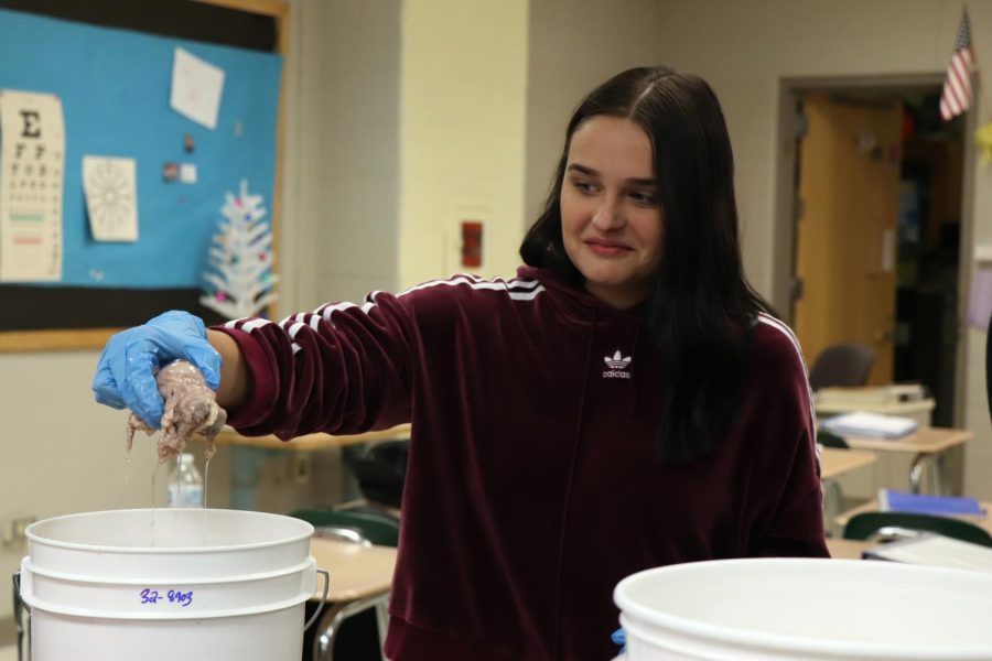 With a look of disgust, senior Carson Borg picks out an eyeball to dissect during a lab. Anatomy students dissected eyeballs to learn about the parts of an eye on Dec. 6.
