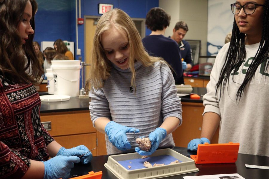 During their Anatomy lab, juniors Skylar McKeller, Hannah Weaver and Jenny Harris cut into a cows eyeball. Students participated in the lab in Mishael Kunjis room on Dec. 6.
