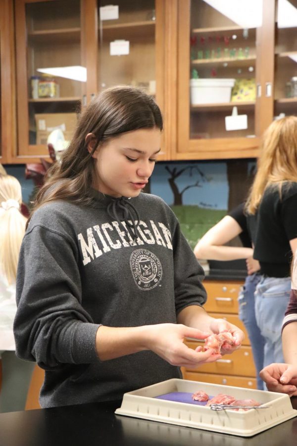 Looking for features of the bone, junior Lauren Hayden cuts open a chicken leg during a lab. The chicken leg dissection lab was part of the bone unit for Anatomy and Physiology.