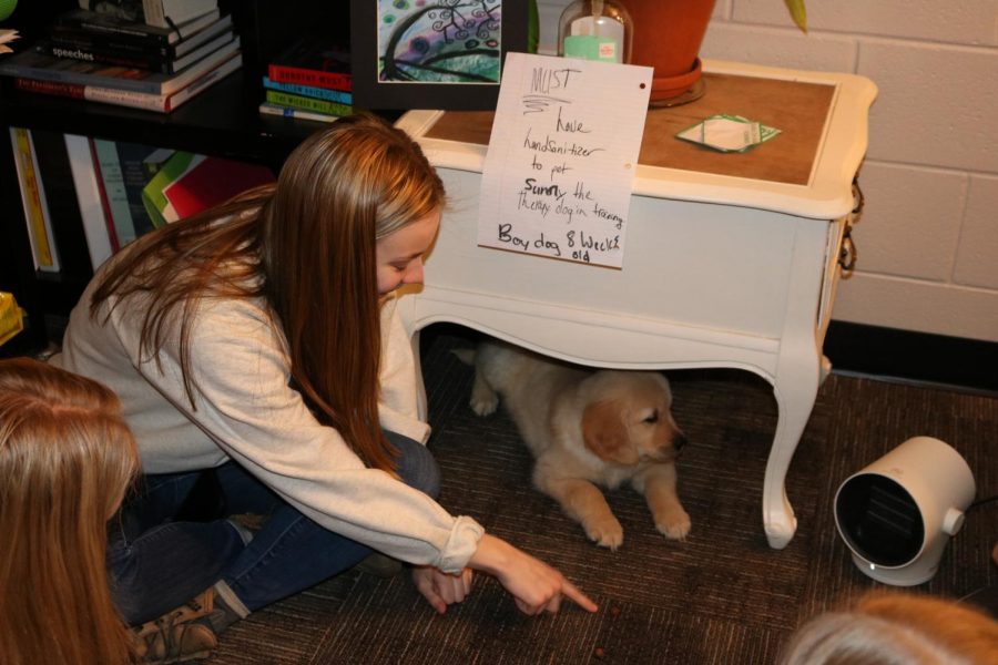Pointing to the food on the ground, senior Megan Beemer tries to lure out Fenton Highs new therapy dog, Sunny, to play. Sunny was in the media center on Feb. 24 before he left for training for 10 months.