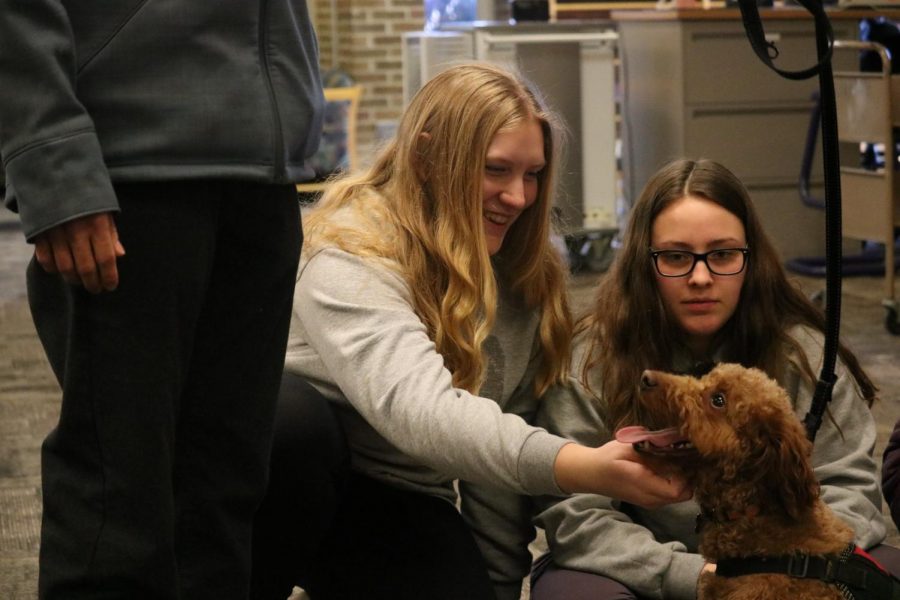 Junior Jillian McVey laughs and pets the therapy dog. On Feb. 20, the FAPS brought therapy dogs to Fenton High School to socialize.