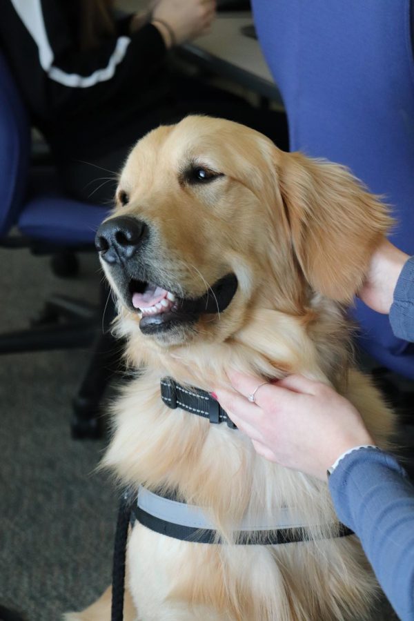 Sunny came down to Mrs Hoovers classroom on February 12th, and the class asked his handler some questions.