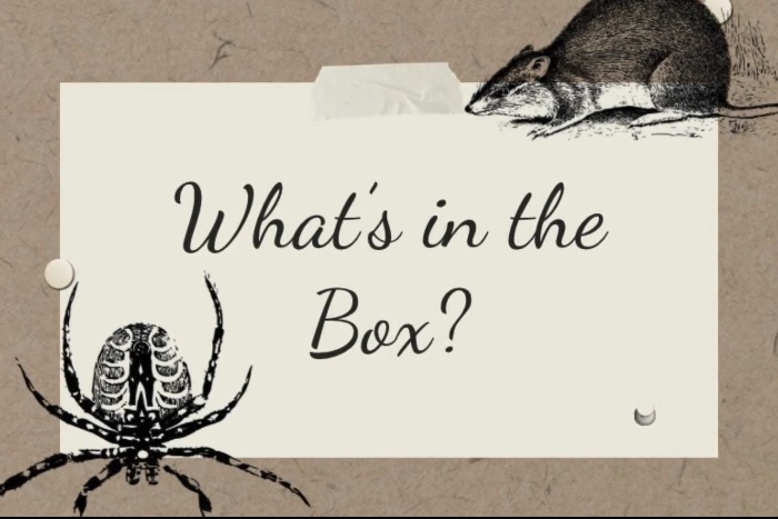 Video: What’s in the box challenge