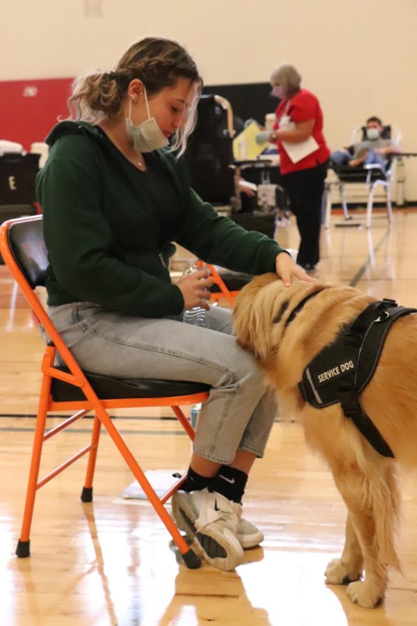 Waiting to be evaluated to get her blood drawn, senior Hannah Provenzola is greeted by Certified Therapy Animal Sunny. On March 3, Fenton High held a blood drive for students to donate blood. 