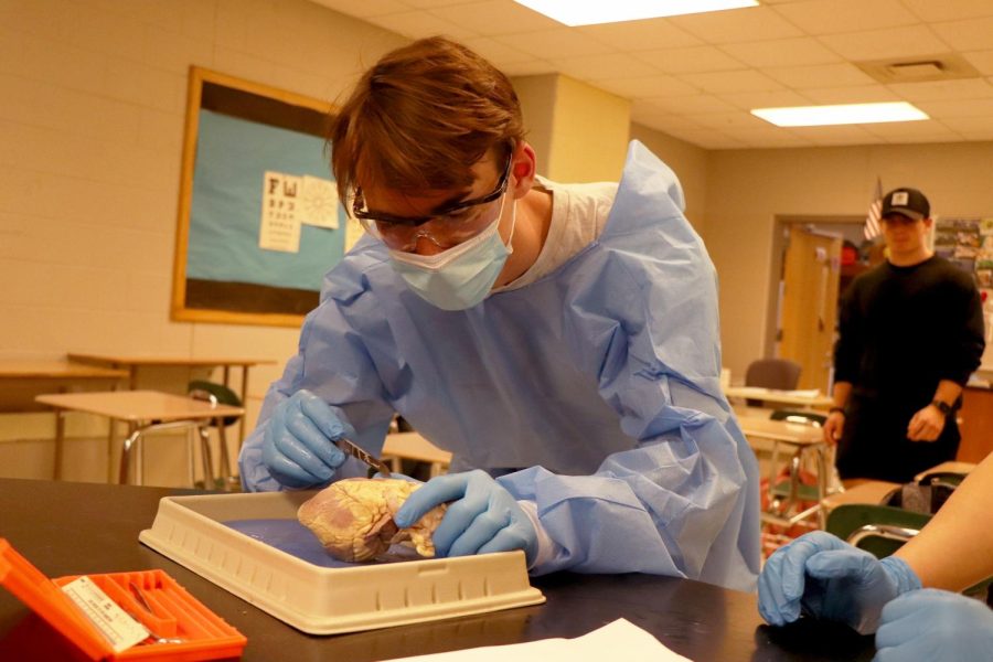 Preparing to cut, senior Chase Gibson dissects a sheeps heart. On April 22, FHS teacher Mishael Kunji had anatomy students perform a dissection to show the different parts of the heart. 