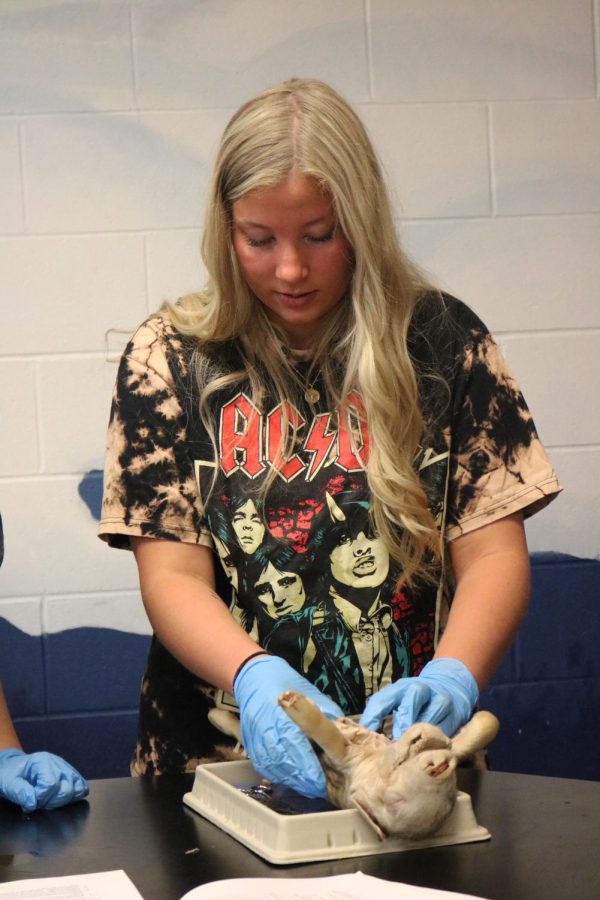 Dissecting a pig, senior Bridget Beebe inspects the types of organs. On May 11, FHS Anatomy teacher Mishael Kunji had his students dissect a baby pig to study the reproductive system. 