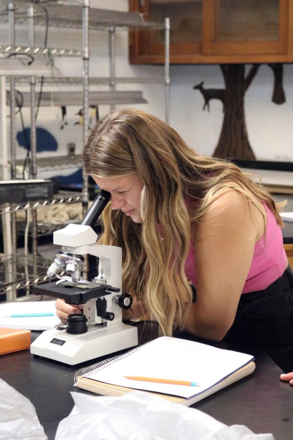 Looking through the microscope, senior Abigail Baran examines different types of muscle tissue. On Aug. 31, FHS teacher Misheal Kunjis anatomy class did a microscope lab. 