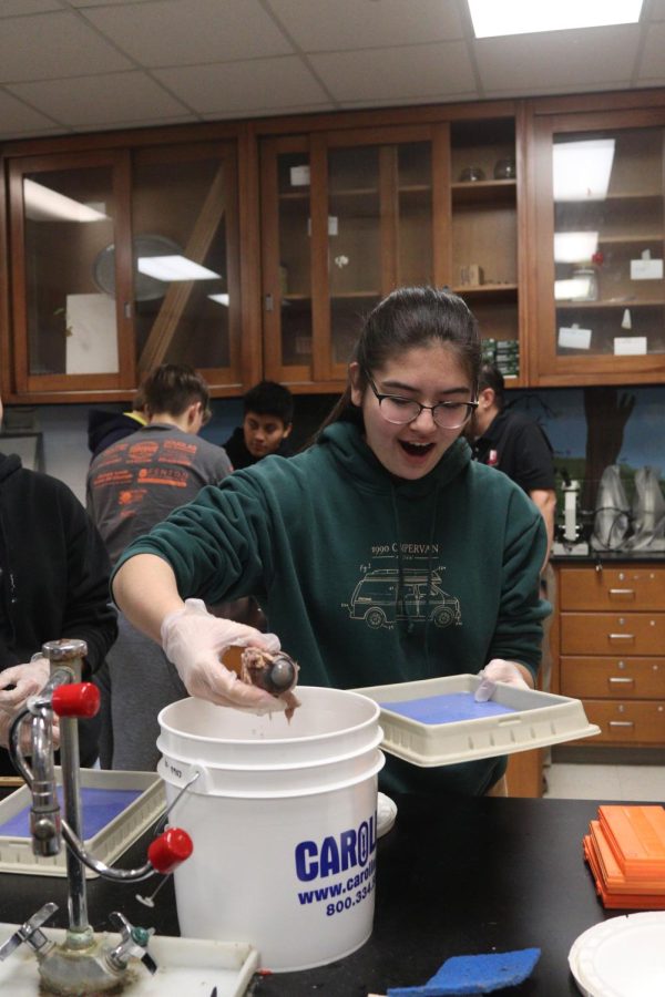 Grabbing a cow eye, junior Naomi Durant prepares to dissect. On Dec. 2, FHS Anatomy and Physiology classes studied the structures of the eye by examining cow eyes.