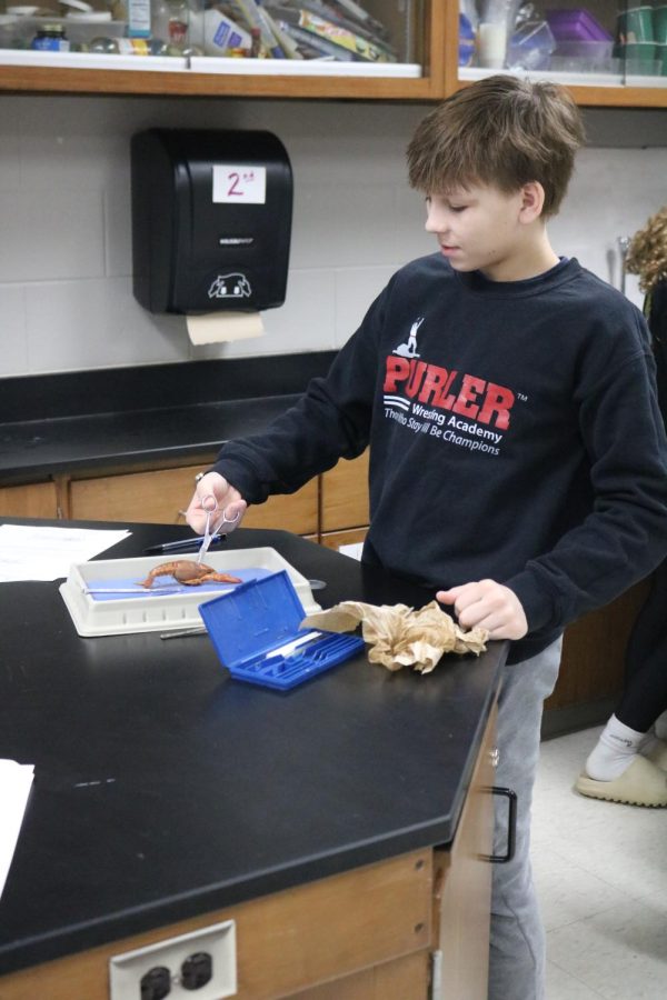 Scissors in hand, freshman Kolton Sprague cuts into a crawfish. On March 17 biology teacher Leah Thomass class did a crawfish dissecting lab. 