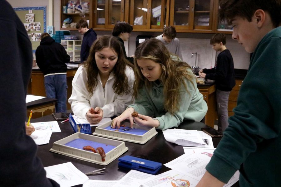 Dissecting, freshman Olivia Ferrari and sophomore Shayanne Baker study a crawfish. On March 17, FHS Biology teacher Leah Thomas had her students dissect crawfish. 