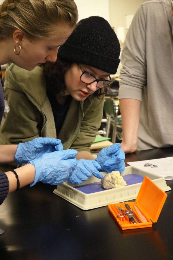 Pointing, junior Emilia Southerland examines the heart. On March 23, the anatomy classes dissected a sheeps heart. 
