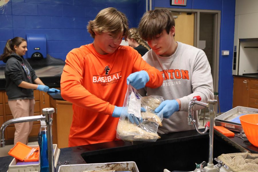 Looking at the bag, seniors Adam Barcome and Kyle Dunfield grab a pig. On May 5, FHS teacher Mishael Kunjis Anatomy & Physiology classes dissected fetal pigs to review the systems of the body they learned throughout the year.