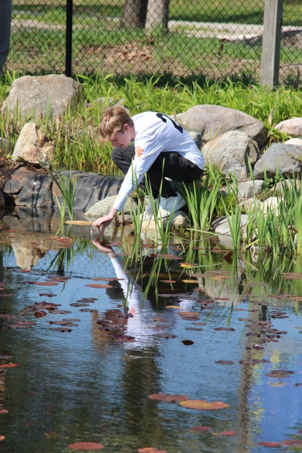 Touching the water, freshman Jacob Henson observes the pond. On May 9. Biology classes participated in an Ecology Scavenger Hunt. 