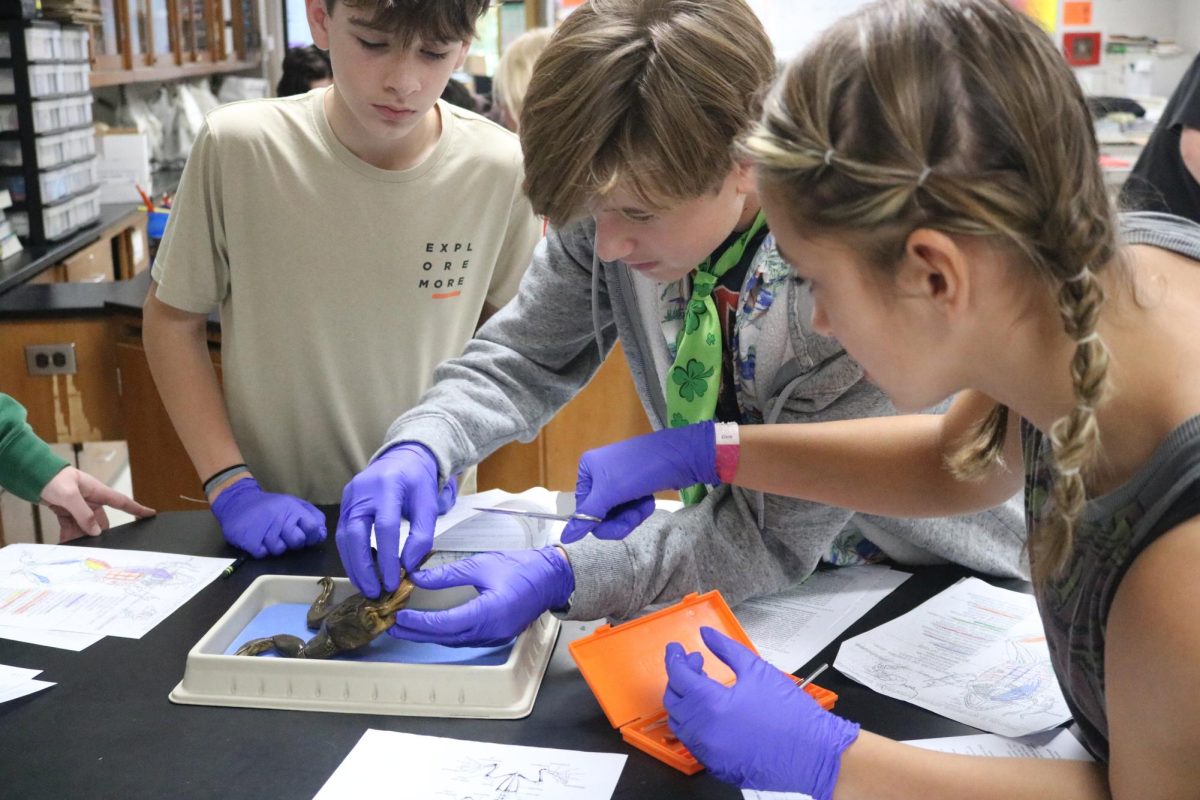 Dissecting a bullfrog, Freshmen Sage Menzies, Devin Mays, and Landon Allison work together. On Oct. 24, Mrs. Thomas held a bullfrog dissection lab. 