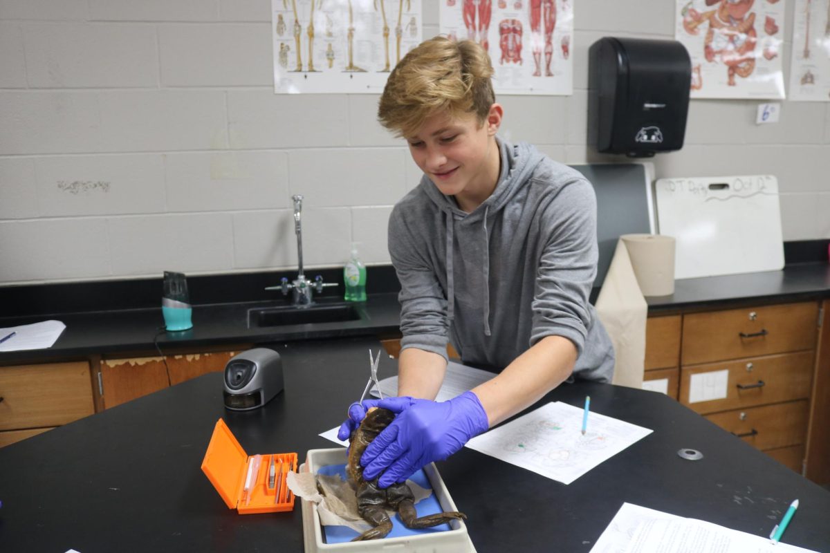 Holding a frog, Freshman Grant Geiersbach particapates in a lab. On Oct. 23, teacher Leah Thomass Biology class disected bull frogs.