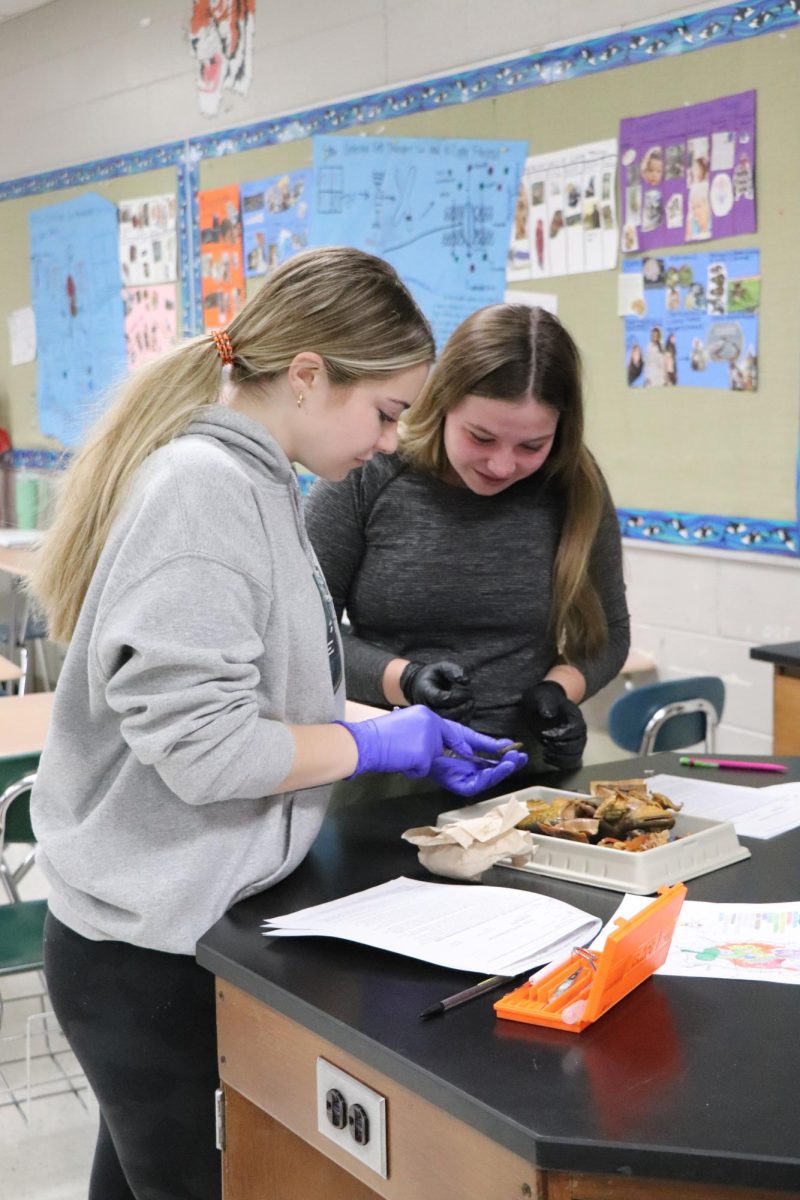 Looking at the frog, junior Addi Mills and senior Allie Mowery point out the parts of the frog. On Jan. 22, students in anatomy dissected a frog.