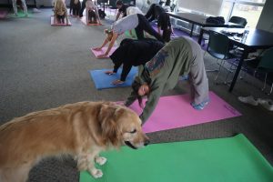 Stretching, junior Molly Dixon participates in the Yoga with Sunny. On Feb. 9, teacher Leah Thomass anatomy class had a Yoga with Sunny session to learn about the bones and joints. 