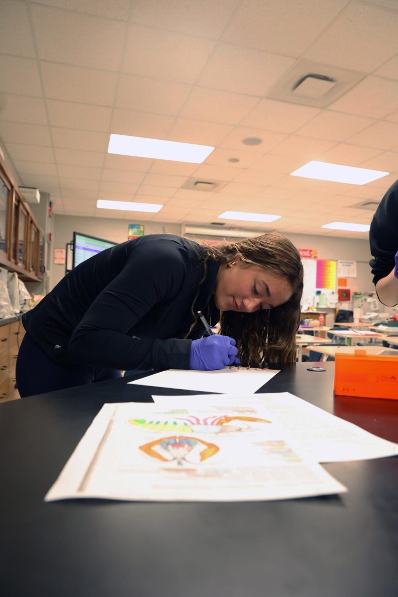 Writing, senior Tori Henson participates in a anatomy dissection lab. On Apr. 18, Anatomy and Physiology teacher Leah Thomas and her 4th hour class dissect a crayfish.