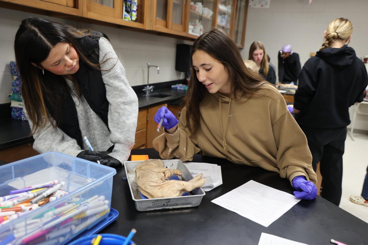 Inspecting the pig, junior Bri Ghantous and senior Addy Heil get ready to start their dissection. On April 25, Mrs.Thomass anatomy class started their fetal pig dissection.