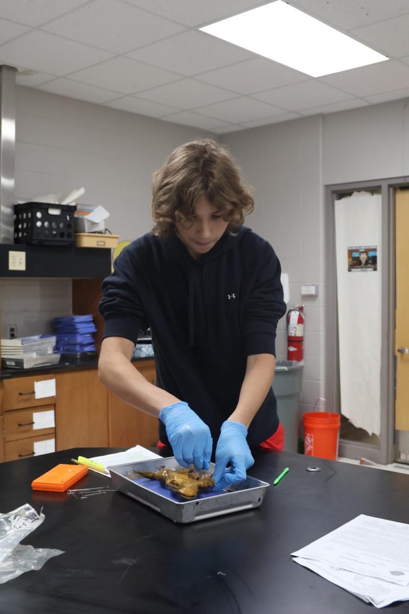 Placing pins, junior Isaac Ike identifies muscles. On Oct. 1, Anatomy dissected bullfrogs to help learn the muscle groups.