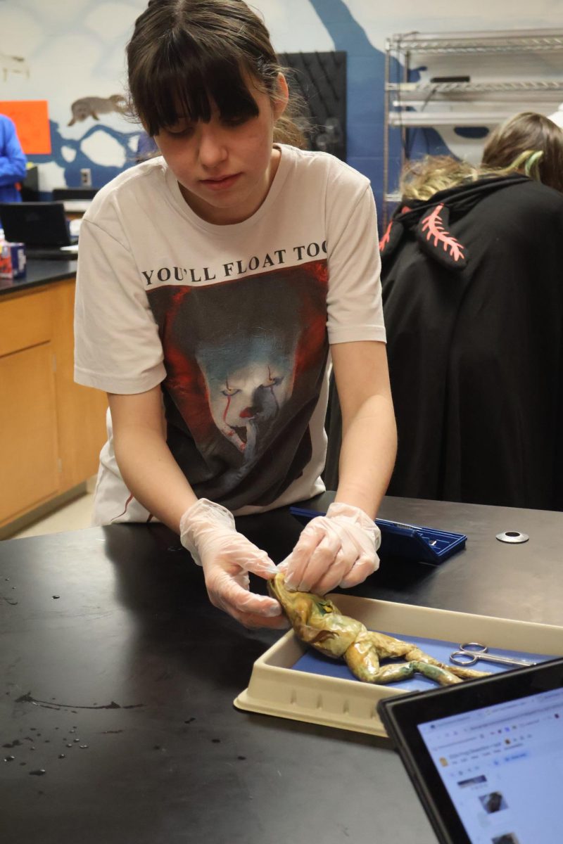 Opening the frog's mouth, freshman Rowyn Roberts starts preparing to dissect the frog. On Jan.7, the freshman biology class learners about the animal's anatomy. 
